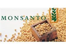 Monsanto pode voltar a cobrar royalties por soja transgênica