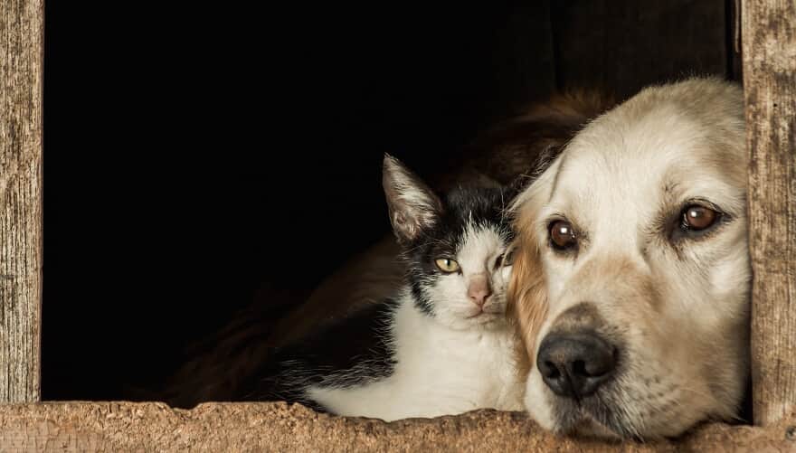 PL que proíbe eutanásia de cães e gatos saudáveis é aprovado na Câmara