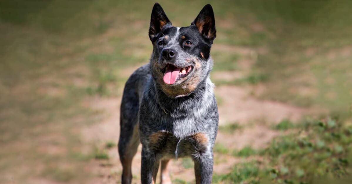 Raca blue 2024 heeler