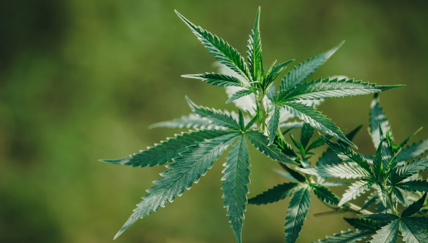 Ministros avaliaram processos referentes ao cultivo de cannabis. (Imagem: Freepik)
