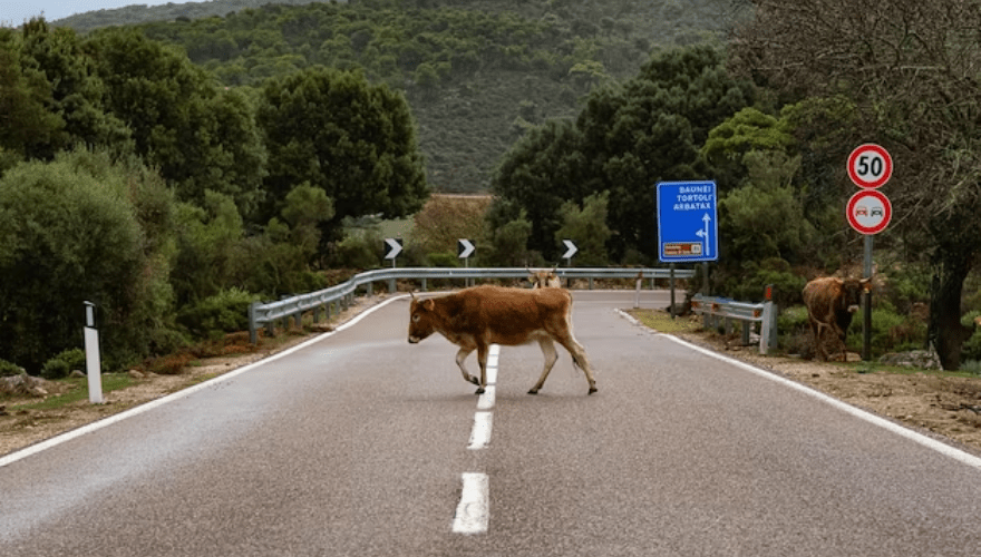 Uma segurada colidiu com um bovino que cruzava a pista. (Imagem: Freepik)