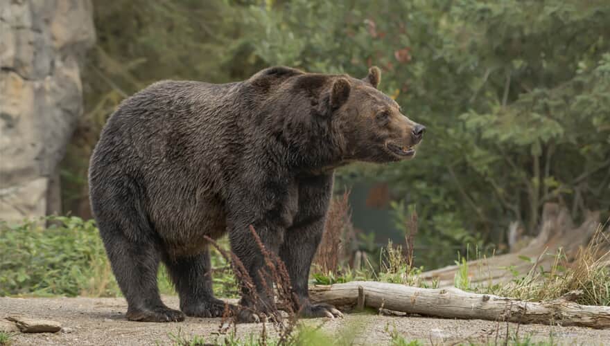 Ataques de ursos em áreas protegidas na região causaram grande polêmica na Itália. (Imagem: Freepik)