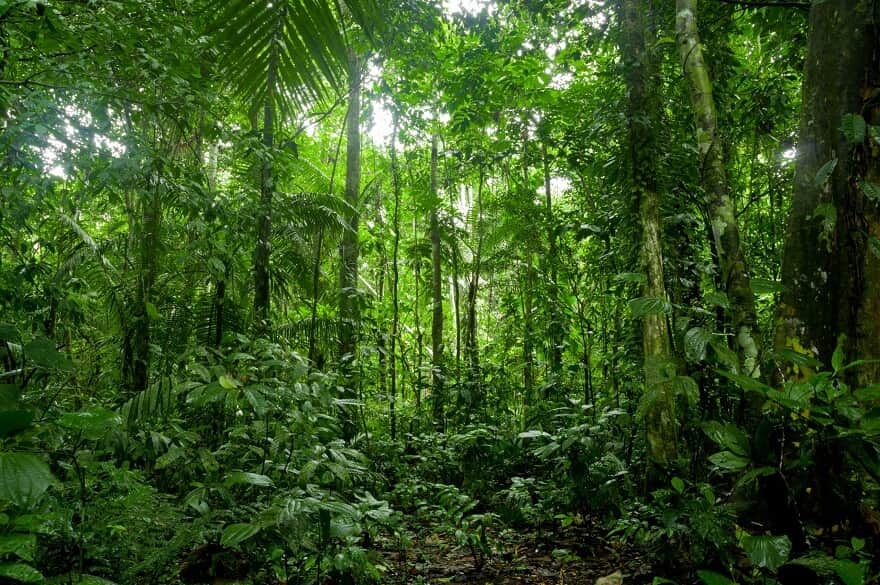 Floresta Amazônica (Imagem: Reprodução CPI)