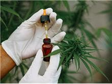 STJ: 3ª seção dá salvo-conduto para plantio de cannabis medicinal