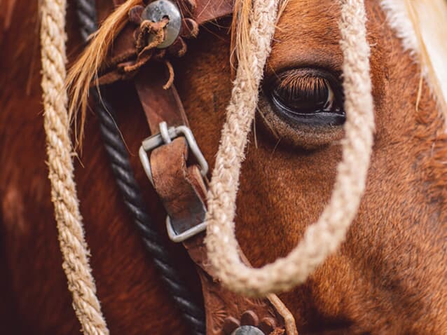 TJ/SP aumenta indenização por morte de cavalos por descarga elétrica