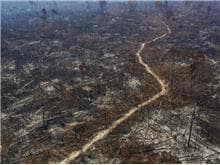 STF determina plano de ação para prevenção do desmatamento na Amazônia