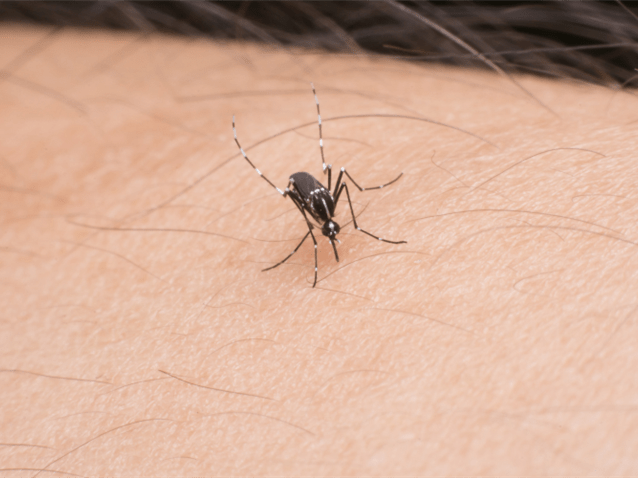 Segundo advogado, epidemia de dengue aumentou afastamentos no trabalho