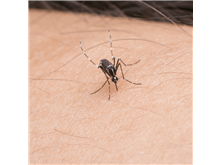 Segundo advogado, epidemia de dengue aumentou afastamentos no trabalho
