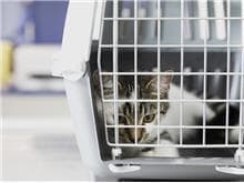Câmara aprova PL de transporte de animais domésticos em cabines de aviões