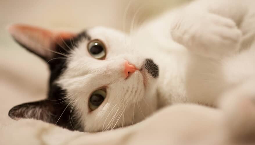  (Imagem: Freepik)