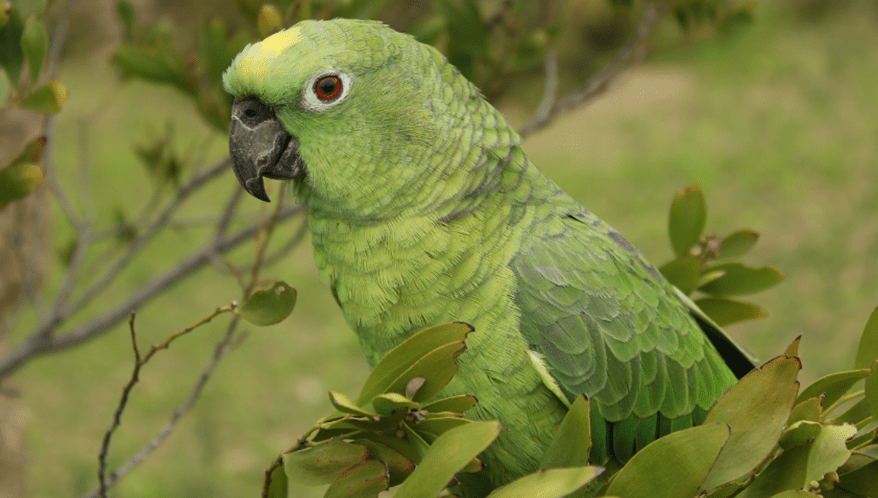  (Imagem: Freepik)