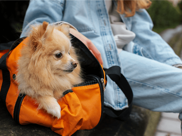 Anac publica novas regras para transporte aéreo de animais