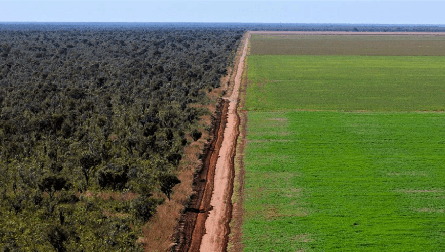  (Imagem: Adriano Gambarini/WWF-Brasil)