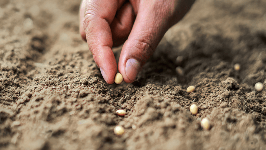 Justiça permite alongar prazos de dívida rural por safra de soja frustrada.  (Imagem: Adobe Stock)