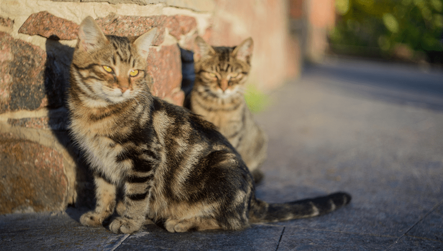 TJ/MG mantém condenação de homem por atropelar gato de forma proposital.  (Imagem: Freepik)