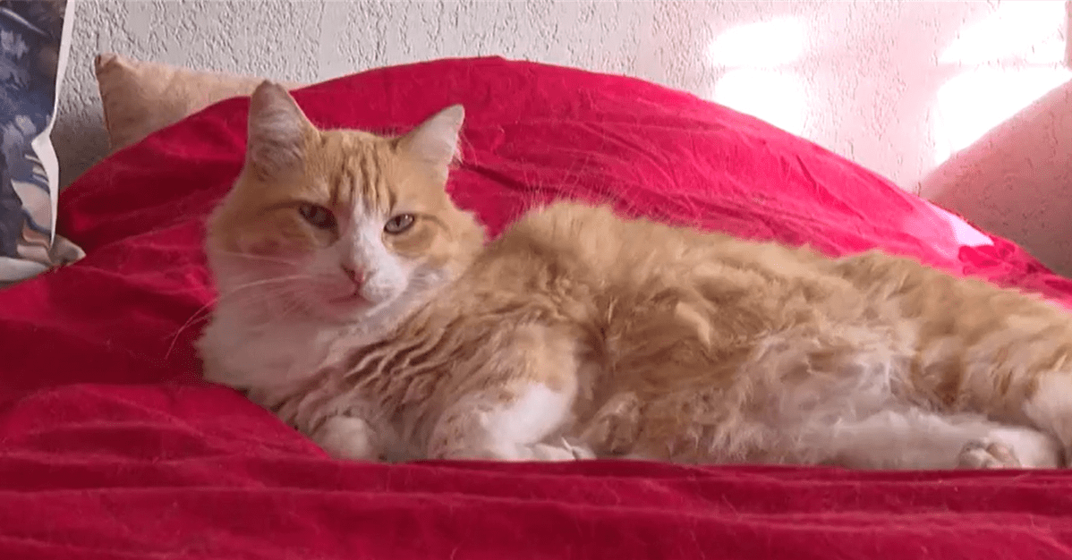 Gato recebe "prisão domiciliar" na França por invadir quintal do vizinho