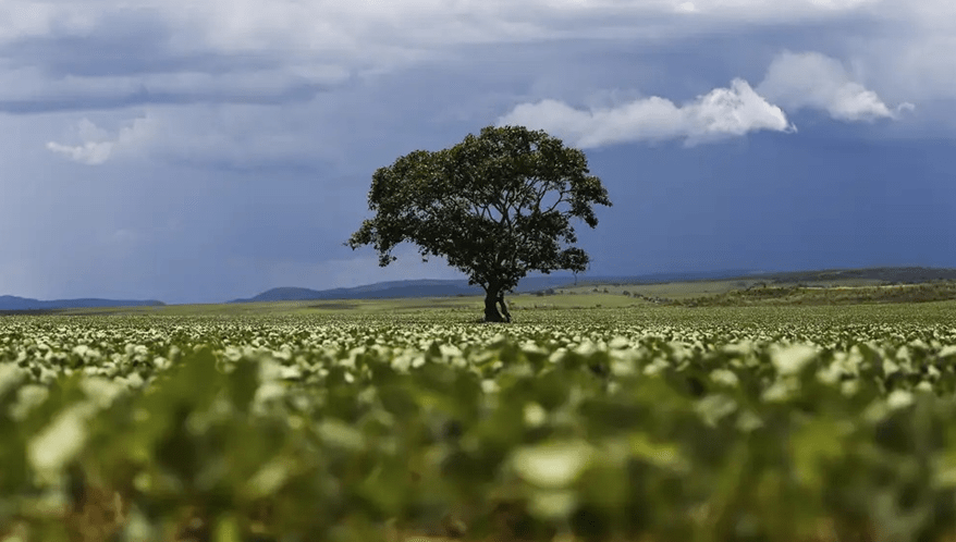  (Imagem: Marcelo Camargo/Agência Brasil)