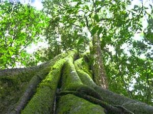 Considerações sobre o novo Código Florestal