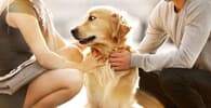 Dona de cão de grande porte poderá manter o animal em seu apartamento