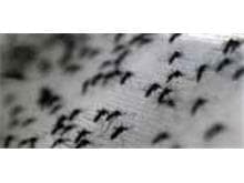 Executivo Federal deve adotar medidas contra Aedes aegypti