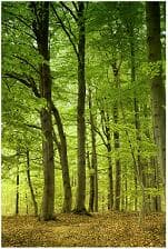 Nova proposta de Código Florestal deve chegar ao Congresso em março