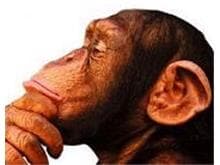 Macacada - STJ julga se chimpanzés devem permanecer em cativeiro ou se serão soltos