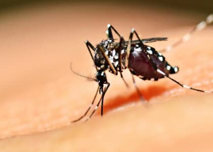 Armas legais contra a dengue