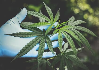 A ciência e a Cannabis Sativa