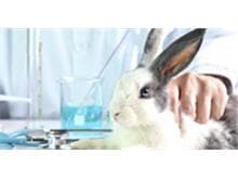 STF julga constitucional lei que proíbe animais em testes de produtos no AM