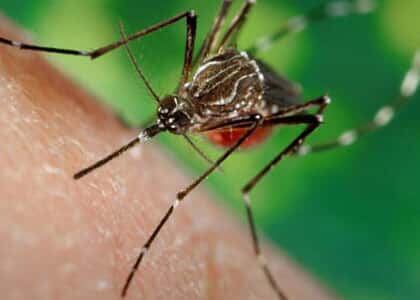 Aedes aegypti e invasão de domicílio