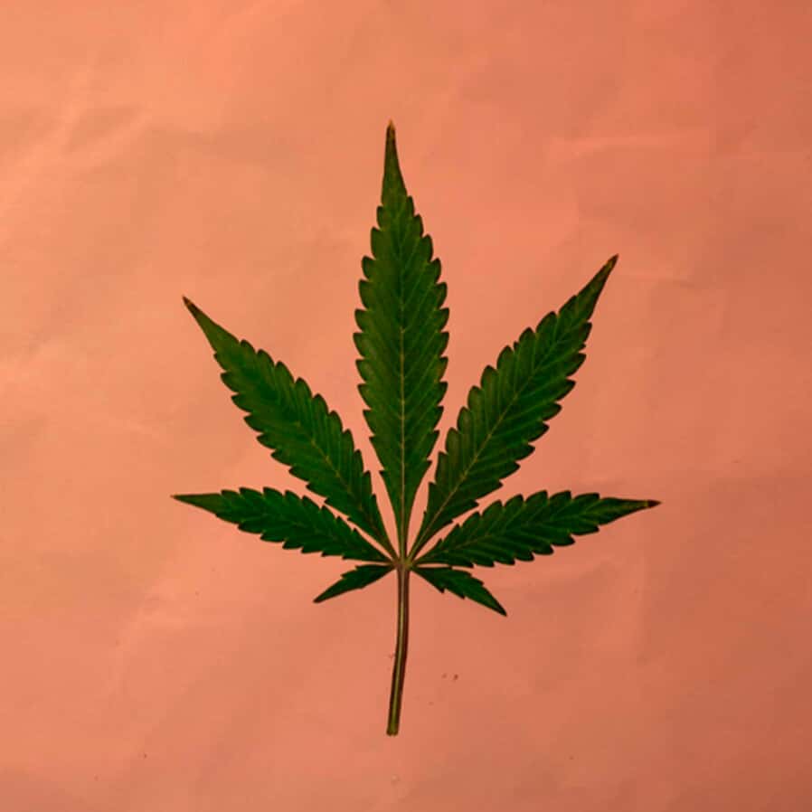 Cannabis medicinal, a bola da vez