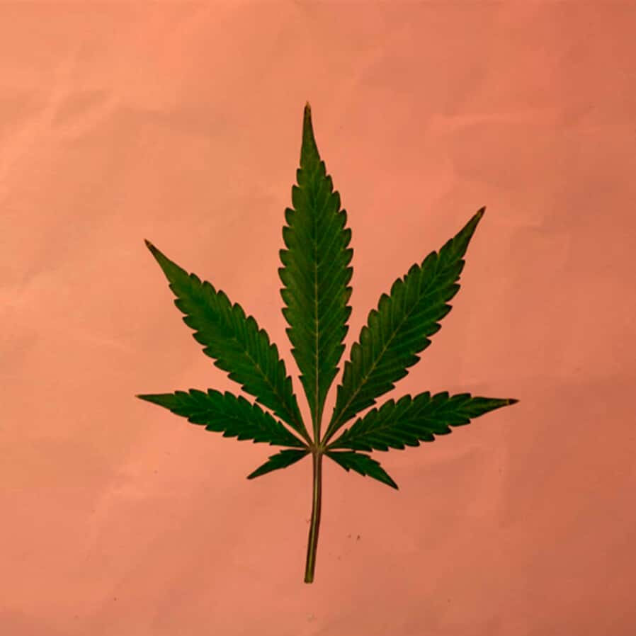 Nova resolução do Conselho Federal de Medicina restringe o uso da cannabis medicinal no Brasil